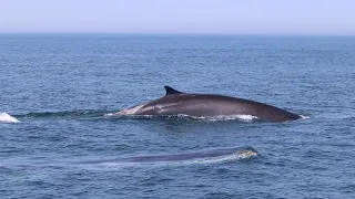 Fin Whales in the Bay of Fundy Nova Scotia Whale Watching with Mariner Cruises
