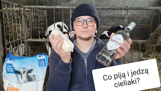 What do calves drink and eat? Family farm in Poland.