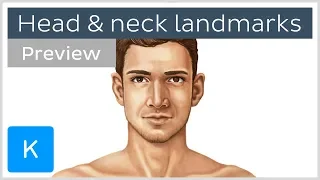 Surface anatomy landmarks of the head and neck (preview) - Human Anatomy | Kenhub