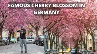 24 Hours in Cologne, Germany || VISITING THE FAMOUS CHERRY BLOSSOM STREET ||