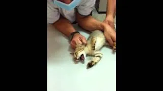 My kitten is getting his temperature taken by the vet. Instagram: Junny_Lovers