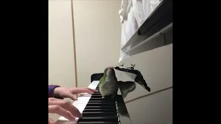 Adorable Parrot Form a Duet by Singing While Owner Plays the Piano