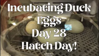 Incubating Duck Eggs   Day 28   Hatch Day!
