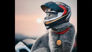 😺 Экстремальные хобби котов! 🐈 Видео смешных котов и котят для хорошего настроения! 😻