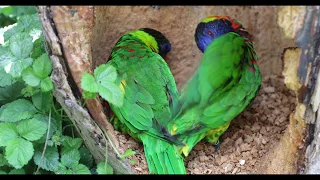 Rainbow lorikeets | Parrot Love | Cute | Beautiful birds | 4K