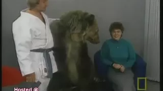 медведь атакует