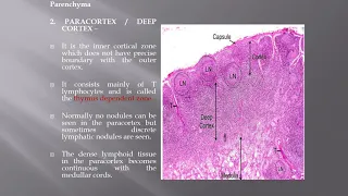 LYMPH NODE histology