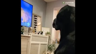 Sad doggy has emotional reaction to 'The Lion King' scene