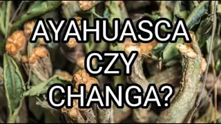 AYAHUASCA CZY CHANGA? Porównanie i działanie #brazylia #ayahuasca #changa