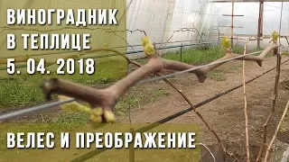 Виноградник в теплице на 5 04 2018 Виноград Велес и Преображение Виноград Каменка - Днепровская