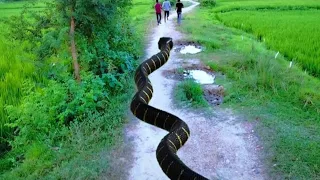 Anaconda Snake Chasing Boy Video 🐍