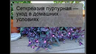 Сеткреазия пурпурная — уход в домашних условиях