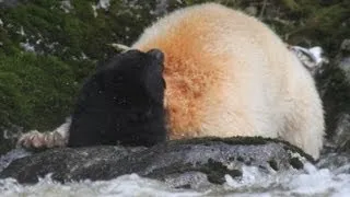 Spirit Bear Attacks Black Bear