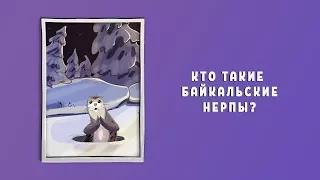 Вопросы Чевостика. Кто такие байкальские нерпы?