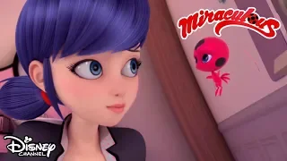 😍 Crazy in Love | Miraculous | Disney Channel Africa
