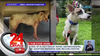 Asong galisin at buto't balat nang abandunahin, ready to be adopted matapos ang... | 24 Oras