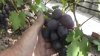 Сорт винограда "Пегас" - сезон 2019 # Grape sort "Pegas"