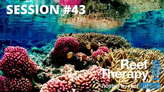 How Reef Tanks Compare to Natural Reefs | #43