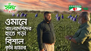 ওমানে বাংলাদেশি সহোদরের হাতে গড়ে উঠেছে বৃহত্তম কৃষি খামার |Oman | Shykh Seraj | Channel i |