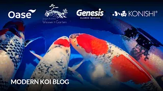 Modern Koi Blog #5975 - Einige von Konishis besten Sansai ziehen in den 200 000 Liter Traumteich