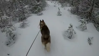 По следу медведя.