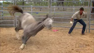 Taming a wild horse
