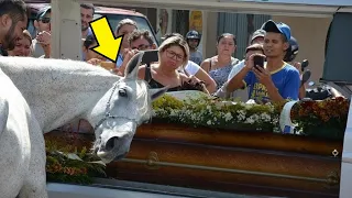 Конь пришел на похороны любимого хозяина, то что произошло дальше, немыслимо!