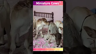 miniature Punganur Cow's farrm #short #yt #good #indian #shorts #video #cute #baby #cow