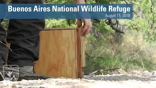 Masked Bobwhite Quail Release