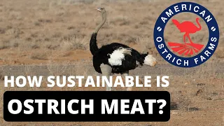 Is Ostrich Meat better for the environment AND your health? - American Ostrich Farms