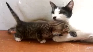 GATA con su gatito hablando