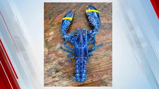 '1-In-2 Million' Bright Blue Lobster Captured By Father, Son In Maine