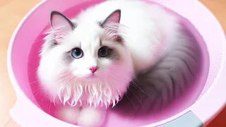Watching a kitten take a bath is so healing~| Ragdoll Pt 71