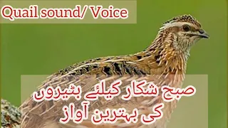 Quail voice for Hunting | Quail Hunting | Quail sound | Quail voice | Shikaar k liye Batairo ki awaz