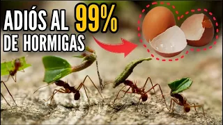 ACABA CON EL 99% DE LAS HORMIGAS ARRIERAS en tu HUERTO - SOLUCIÓN DEFINITIVA