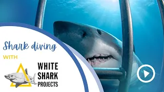 COME SHARK CAGE DIVING WITH US  WHITE SHARK PROJECTS!!!