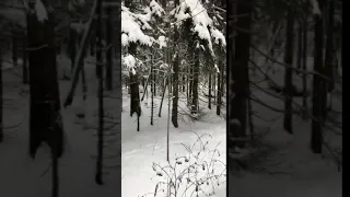 Экспедитору повезло увидеть снежного человека. Липкинское шоссе. 25.12.2018