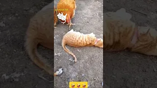 chicken trolling cat #chicken #cat #funny #around-ME #shorts