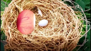 How to Hatch Dove Eggs at Home -  Result Hatching Egg Incubator at Home! 177