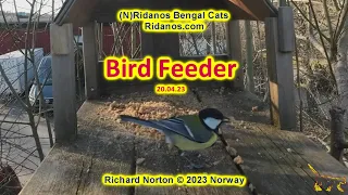 Bird Feeder 240423