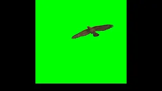 bird green  screen ll green creator