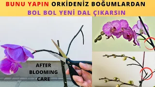 Orkideye Çiçek Açtıran Budama/Çiçeği Solan Orkide Boğumdan Nasıl dal Çıkarır/Orkide Bakımı/Orkide