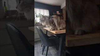 Ziggy the Maine Coon Cat chattering at birds
