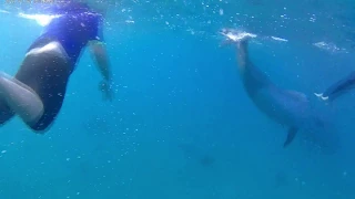 freediving with dolphins  Eilat 2018