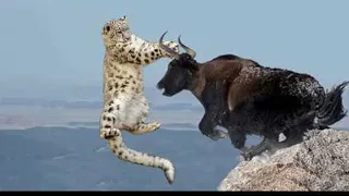 Amazing Mother Wild Yak Save Her Baby From Snow Leopard Hunting | Wolf vs Bison | ANIMALS 2020