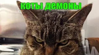 Коты демоны