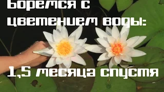 Цветет вода? Дайте ей антибиотик! 1,5 месяца спустя