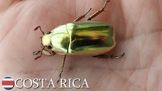 Chrysina species gold scarab flies away 🇨🇷 Costa Rica