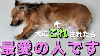 犬は「心の底から大好き！」な飼い主にだけこの行動をします