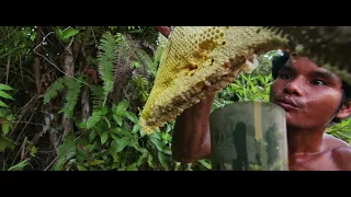 Million Dollars Skill! Brave Millionaire Harvesting Honey Beehive by Hands  X5 SPEED